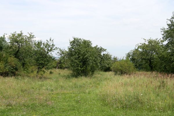 Rožnov - Neznášov, 9.8.2009
Třešňovka v bývalém lomu kopci nad obcí Rožnov.
Schlüsselwörter: Rožnov Anthaxia candens