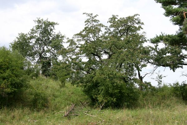 Rožnov - Neznášov, 9.8.2009
Třešňovka v bývalém lomu kopci nad obcí Rožnov.
Schlüsselwörter: Rožnov Anthaxia candens