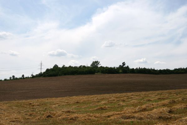 Rožnov - Neznášov, 9.8.2009
Třešňovka v bývalém lomu kopci nad obcí Rožnov.
Klíčová slova: Rožnov Anthaxia candens