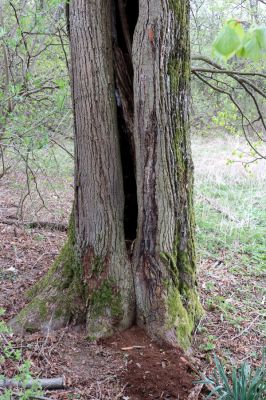 Nitrianské Pravno, 12.4.2019
Lípa u cesty na Vyšehradné, osdídlená kovaříky Ischnodes sanguinicollis.
Schlüsselwörter: Nitrianske Pravno Vyšehradné Ischnodes sanguinicollis