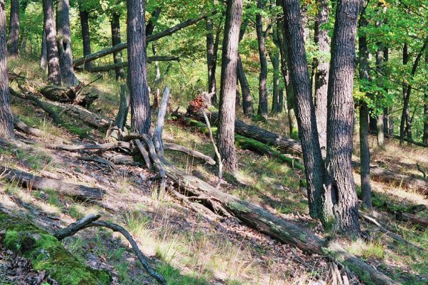 Nižbor, 7.10.2005
Údolí Vůznice - Džbán. Les na svahu východně od přehrady.


Schlüsselwörter: Nižbor údolí Vůznice Džbán Lacon querceus