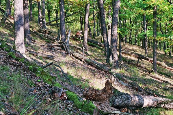 Nižbor, 7.10.2005
Údolí Vůznice - Džbán. Les na svahu východně od přehrady.



Klíčová slova: Nižbor údolí Vůznice Džbán Lacon querceus