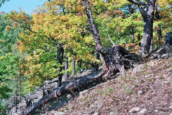 Nižbor, 7.10.2005
Údolí Vůznice - Suchá mýť. 


Schlüsselwörter: Nižbor údolí Vůznice Suchá mýť