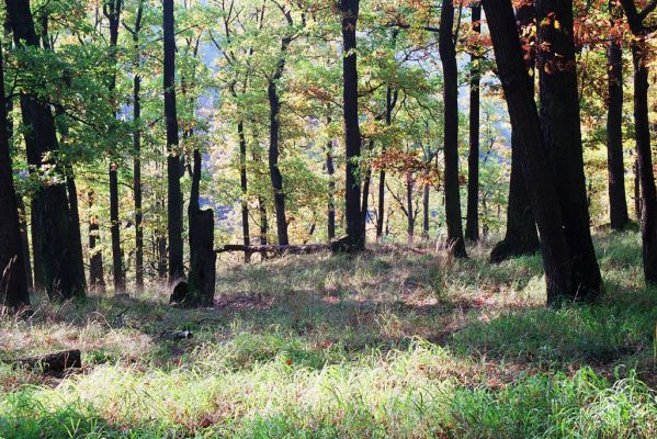 Nižbor, 7.10.2005
Údolí Žlubineckého potoka - vrch Tesařka.
Schlüsselwörter: Nižbor Údolí Žlubineckého potoka vrch Tesařka