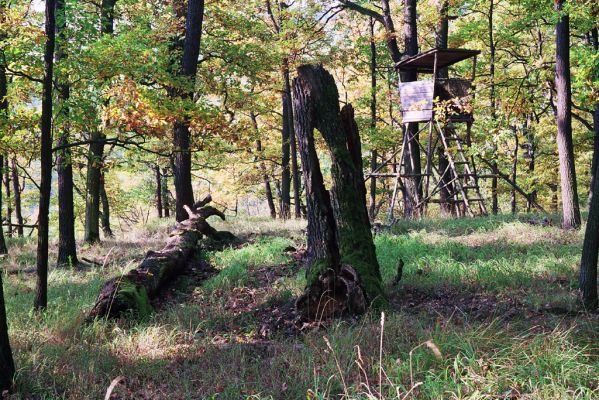 Nižbor, 7.10.2005
Údolí Žlubineckého potoka - vrch Tesařka.



Keywords: Nižbor Údolí Žlubineckého potoka vrch Tesařka Cardiophorus gramineus Ampedus pomorum