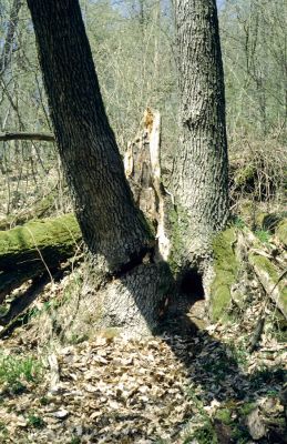 Nová Baňa, 13.4.2001
Suťový les na jihovýchodním svahu vrchu Háj. Rozlomený dub s dutinou osídlenou kovaříky Limoniscus violaceus, Ischnodes sanguinicollis a Melanotus villosus.

Klíčová slova: Nová Baňa vrch Háj Limoniscus violaceus Ischnodes sanguinicollis Melanotus villosus