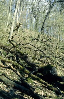 Nová Baňa, 13.4.2001
Suťový les na jihovýchodním svahu vrchu Háj.



Klíčová slova: Nová Baňa vrch Háj Ampedus quercicola cinnabarinus rufipennis