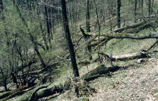 Nová Baňa, 13.4.2001
Suťový les na jihovýchodním svahu vrchu Háj.

Klíčová slova: Nová Baňa vrch Háj Ampedus praeustus nigerrimus elegantulus pomorum