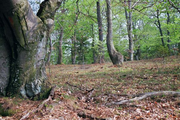 Nová Lehota, 25.4.2003
Švibov- bývalý pastevní pes. 
Klíčová slova: Nová Lehota Švibov Ischnodes sanguinicollis Limoniscus violaceus