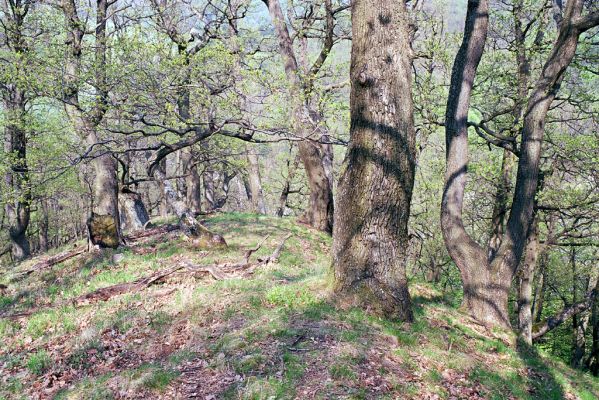 Nová Lehota, 25.4.2003
Dubový vršok.
Klíčová slova: Nová Lehota Dubový vršok Limoniscus violaceus