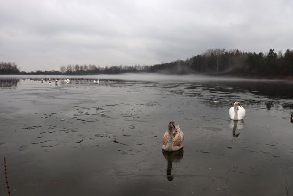 Choceň, 4.1.2021
Nová Ves, rybník Velký Karlov.
Klíčová slova: Choceň Nová Ves Velký Karlov