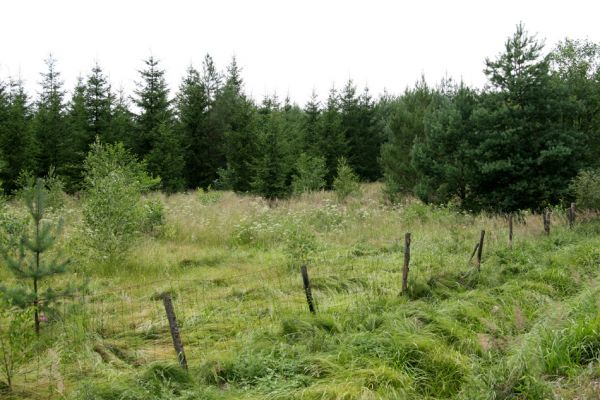 Albrechtice - Nová Ves, 16.7.2009
Podmáčená louka v pramenné oblasti Novoveského potoka. Zasazené olše a smrky jsou ještě malé, dominují miříkovité rostliny. Biotop tesaříka Brachyleptura tesserula.
Schlüsselwörter: Albrechtice Nová Ves Brachyleptura tesserula