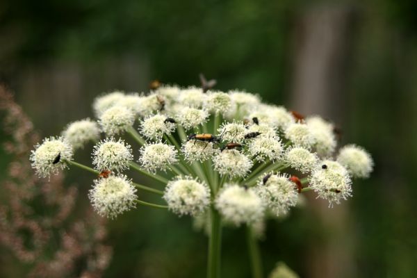 Albrechtice - Nová Ves, 16.7.2009
Na podmáčené louce u Novoveského potoka... Tesařík Brachyleptura tesserula a další hodovníci na květu miříkovité rostliny.
Klíčová slova: Albrechtice Nová Ves Brachyleptura tesserula