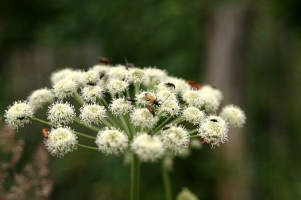 Albrechtice - Nová Ves, 16.7.2009
Na podmáčené louce u Novoveského potoka... Tesařík Brachyleptura tesserula a další hodovníci na květu miříkovité rostliny.
Klíčová slova: Albrechtice Nová Ves Brachyleptura tesserula