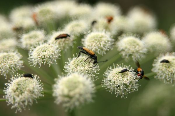 Albrechtice - Nová Ves, 16.7.2009
Na podmáčené louce u Novoveského potoka... Tesařík Brachyleptura tesserula a další hodovníci na květu miříkovité rostliny.
Schlüsselwörter: Albrechtice Nová Ves Brachyleptura tesserula