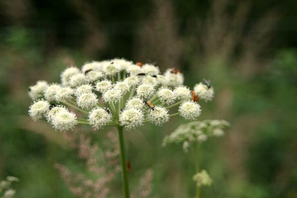 Albrechtice - Nová Ves, 16.7.2009
Na podmáčené louce u Novoveského potoka... Tesařík Brachyleptura tesserula a další hodovníci na květu miříkovité rostliny.
Schlüsselwörter: Albrechtice Nová Ves Brachyleptura tesserula