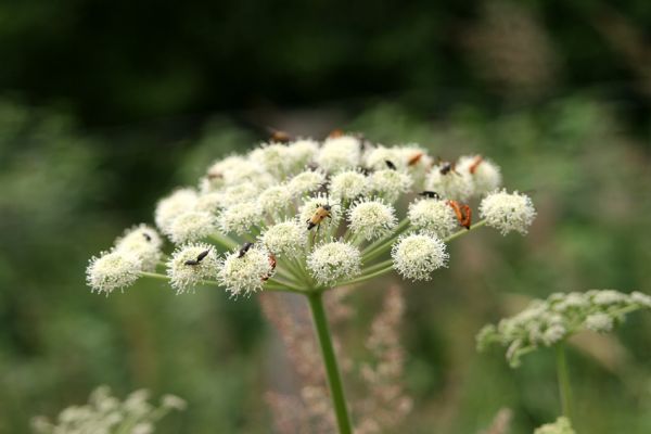 Albrechtice - Nová Ves, 16.7.2009
Na podmáčené louce u Novoveského potoka... Tesařík Brachyleptura tesserula a další hodovníci na květu miříkovité rostliny.
Mots-clés: Albrechtice Nová Ves Brachyleptura tesserula