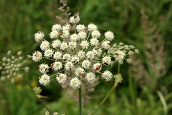 Albrechtice - Nová Ves, 16.7.2009
Na podmáčené louce u Novoveského potoka... Tesařík Brachyleptura tesserula a další hodovníci na květu miříkovité rostliny.
Keywords: Albrechtice Nová Ves Brachyleptura tesserula