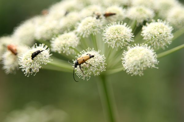 Albrechtice - Nová Ves, 16.7.2009
Na podmáčené louce u Novoveského potoka... Tesařík Brachyleptura tesserula a další hodovníci na květu miříkovité rostliny.
Keywords: Albrechtice Nová Ves Brachyleptura tesserula