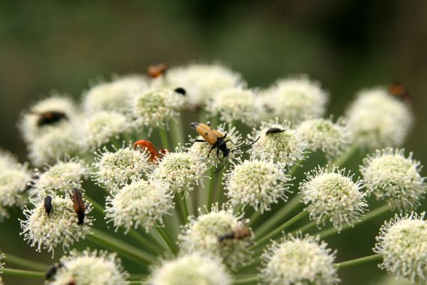 Albrechtice - Nová Ves, 16.7.2008
Na podmáčené louce u Novoveského potoka... Tesařík Brachyleptura tesserula a další hodovníci na květu miříkovité rostliny.
Klíčová slova: Albrechtice Nová Ves Brachyleptura tesserula