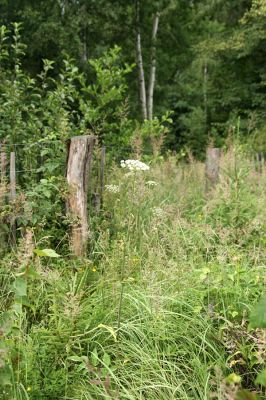 Albrechtice - Nová Ves, 16.7.2009
Miříkovité rostliny na zalesněné louce u Novoveského rybníka jsou stále vzácnější. 
Schlüsselwörter: Albrechtice Nová Ves Brachyleptura tesserula