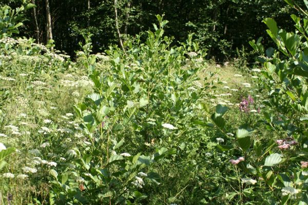 Albrechtice - Nová Ves, 1.8.2007
Podmáčená louka u Novoveského rybníka. Miříkovité rostliny bojují svůj marný boj s olšemi o místo na slunci. 
Mots-clés: Albrechtice Nová Ves Brachyleptura tesserula