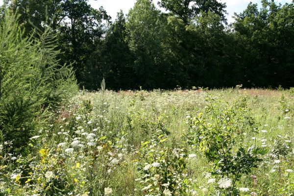 Albrechtice - Nová Ves, 24.7.2009
Zalesněné louky u Novoveského rybníka. Miříkovité rostliny ve východní oplocence ještě prosperují. Nový biotop tesaříka Brachyleptura tesserula. 
Schlüsselwörter: Albrechtice Nová Ves Brachyleptura tesserula