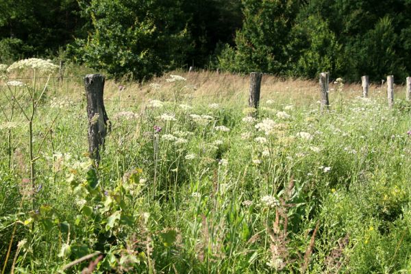 Albrechtice - Nová Ves, 24.7.2009
Zalesněné louky u Novoveského rybníka. Miříkovité rostliny ve východní oplocence ještě prosperují. Nový biotop tesaříka Brachyleptura tesserula. 
Klíčová slova: Albrechtice Nová Ves Brachyleptura tesserula