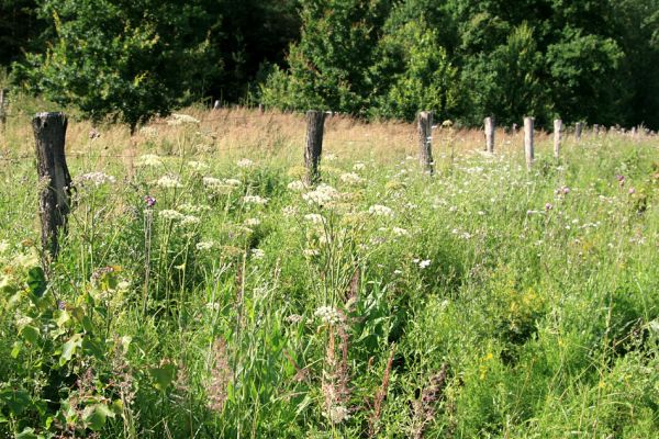 Albrechtice - Nová Ves, 24.7.2009
Zalesněné louky u Novoveského rybníka. Miříkovité rostliny ve východní oplocence ještě prosperují. Nový biotop tesaříka Brachyleptura tesserula. 
Keywords: Albrechtice Nová Ves Brachyleptura tesserula