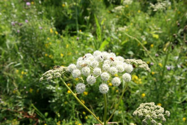 Albrechtice - Nová Ves, 24.7.2009
Na zalesněné louce u Novoveského rybníka... Tesařík Brachyleptura tesserula a další hodovníci na květu miříkovité rostliny.
Schlüsselwörter: Albrechtice Nová Ves Brachyleptura tesserula