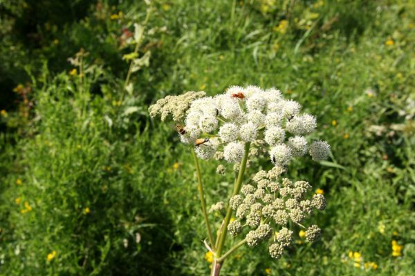 Albrechtice - Nová Ves, 24.7.2009
Na zalesněné louce u Novoveského rybníka... Tesařík Brachyleptura tesserula a další hodovníci na květu miříkovité rostliny.
Klíčová slova: Albrechtice Nová Ves Brachyleptura tesserula