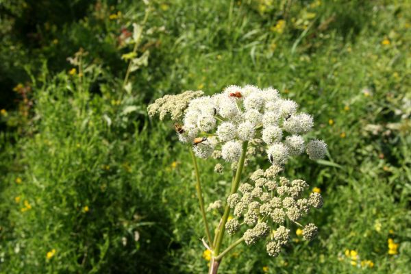 Albrechtice - Nová Ves, 24.7.2009
Na zalesněné louce u Novoveského rybníka... Tesařík Brachyleptura tesserula a další hodovníci na květu miříkovité rostliny.
Keywords: Albrechtice Nová Ves Brachyleptura tesserula