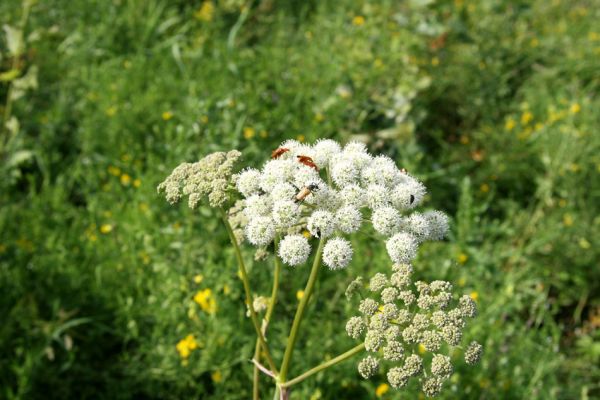 Albrechtice - Nová Ves, 24.7.2009
Na zalesněné louce u Novoveského rybníka... Tesařík Brachyleptura tesserula a další hodovníci na květu miříkovité rostliny.
Keywords: Albrechtice Nová Ves Brachyleptura tesserula