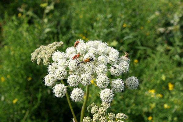 Albrechtice - Nová Ves, 24.7.2009
Na zalesněné louce u Novoveského rybníka... Tesařík Brachyleptura tesserula a další hodovníci na květu miříkovité rostliny.
Keywords: Albrechtice Nová Ves Brachyleptura tesserula