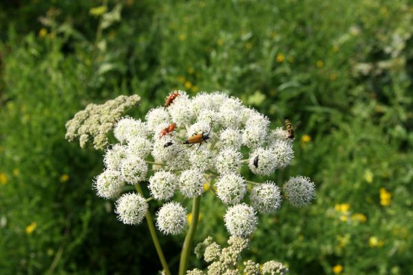 Albrechtice - Nová Ves, 24.7.2009
Na zalesněné louce u Novoveského rybníka... Tesařík Brachyleptura tesserula a další hodovníci na květu miříkovité rostliny.
Schlüsselwörter: Albrechtice Nová Ves Brachyleptura tesserula