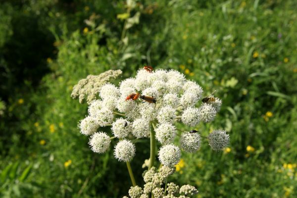 Albrechtice - Nová Ves, 24.7.2009
Na zalesněné louce u Novoveského rybníka... Tesařík Brachyleptura tesserula a další hodovníci na květu miříkovité rostliny.
Schlüsselwörter: Albrechtice Nová Ves Brachyleptura tesserula