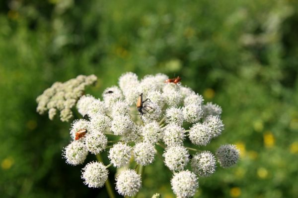 Albrechtice - Nová Ves, 24.7.2009
Na zalesněné louce u Novoveského rybníka... Tesařík Brachyleptura tesserula a další hodovníci na květu miříkovité rostliny.
Mots-clés: Albrechtice Nová Ves Brachyleptura tesserula