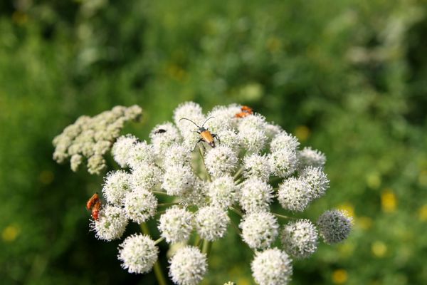 Albrechtice - Nová Ves, 24.7.2009
Na zalesněné louce u Novoveského rybníka... Tesařík Brachyleptura tesserula a další hodovníci na květu miříkovité rostliny.
Klíčová slova: Albrechtice Nová Ves Brachyleptura tesserula