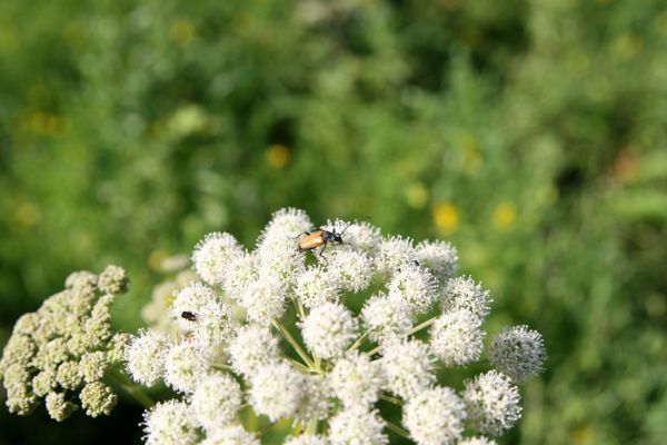 Albrechtice - Nová Ves, 24.7.2009
Na zalesněné louce u Novoveského rybníka... Tesařík Brachyleptura tesserula a další hodovníci na květu miříkovité rostliny.
Klíčová slova: Albrechtice Nová Ves Brachyleptura tesserula