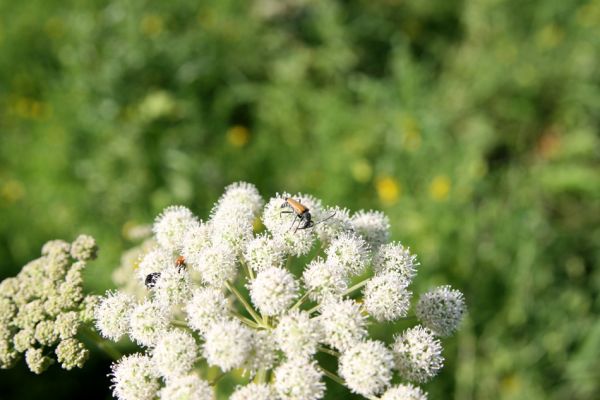 Albrechtice - Nová Ves, 24.7.2009
Na zalesněné louce u Novoveského rybníka... Tesařík Brachyleptura tesserula hoduje na květu miříkovité rostliny.
Mots-clés: Albrechtice Nová Ves Brachyleptura tesserula