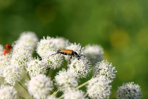 Albrechtice - Nová Ves, 24.7.2009
Na zalesněné louce u Novoveského rybníka... Tesařík Brachyleptura tesserula hoduje na květu miříkovité rostliny.
Schlüsselwörter: Albrechtice Nová Ves Brachyleptura tesserula