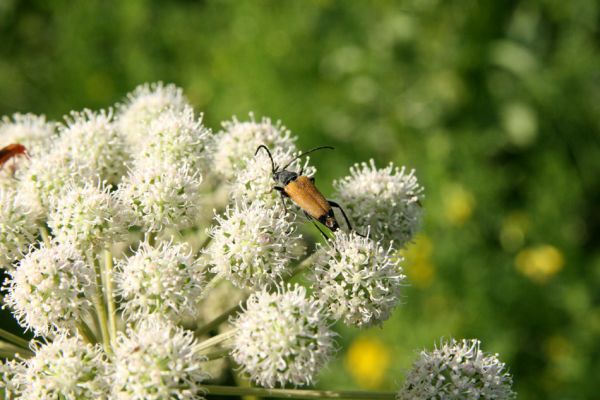 Albrechtice - Nová Ves, 24.7.2009
Na zalesněné louce u Novoveského rybníka... Tesařík Brachyleptura tesserula hoduje na květu miříkovité rostliny.
Klíčová slova: Albrechtice Nová Ves Brachyleptura tesserula