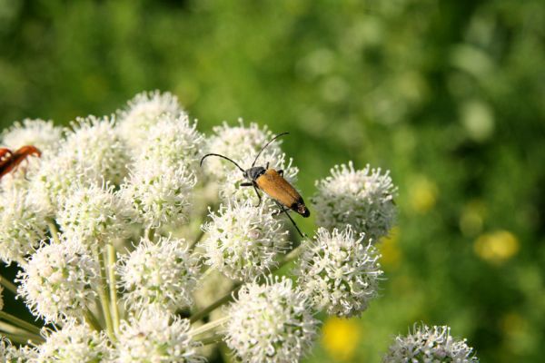 Albrechtice - Nová Ves, 24.7.2009
Na zalesněné louce u Novoveského rybníka... Tesařík Brachyleptura tesserula hoduje na květu miříkovité rostliny.
Klíčová slova: Albrechtice Nová Ves Brachyleptura tesserula