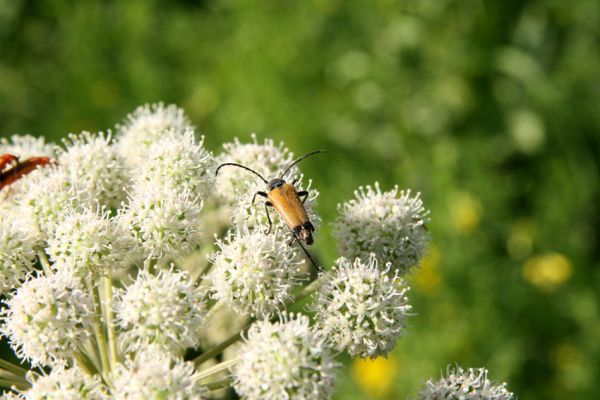 Albrechtice - Nová Ves, 24.7.2009
Na zalesněné louce u Novoveského rybníka... Tesařík Brachyleptura tesserula na květu miříkovité rostliny.
Klíčová slova: Albrechtice Nová Ves Brachyleptura tesserula