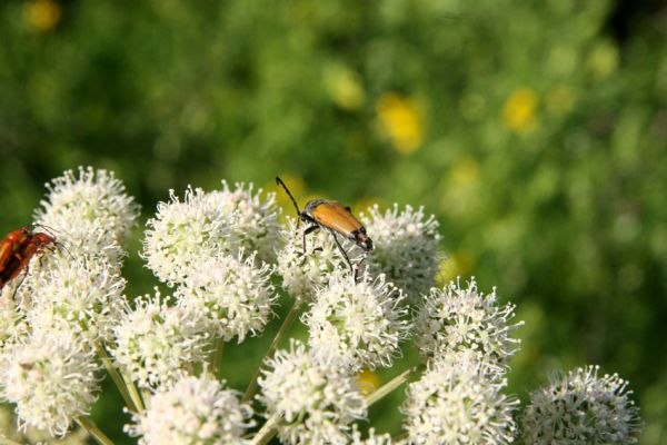 Albrechtice - Nová Ves, 24.7.2009
Na zalesněné louce u Novoveského rybníka... Tesařík Brachyleptura tesserula hoduje na květu miříkovité rostliny.
Klíčová slova: Albrechtice Nová Ves Brachyleptura tesserula