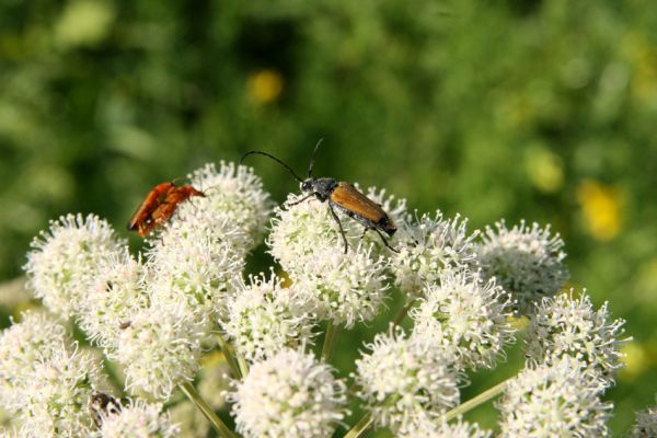 Albrechtice - Nová Ves, 24.7.2009
Na zalesněné louce u Novoveského rybníka... Tesařík Brachyleptura tesserula dohlíží na kopulaci páteříčků...
Klíčová slova: Albrechtice Nová Ves Brachyleptura tesserula