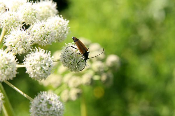 Albrechtice - Nová Ves, 24.7.2009
Na zalesněné louce u Novoveského rybníka... Tesařík Brachyleptura tesserula hoduje na květu miříkovité rostliny.
Schlüsselwörter: Albrechtice Nová Ves Brachyleptura tesserula