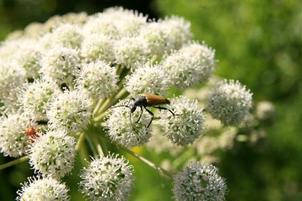 Albrechtice - Nová Ves, 24.7.2009
Na zalesněné louce u Novoveského rybníka... Tesařík Brachyleptura tesserula hoduje na květu miříkovité rostliny.
Mots-clés: Albrechtice Nová Ves Brachyleptura tesserula