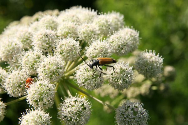 Albrechtice - Nová Ves, 24.7.2009
Na zalesněné louce u Novoveského rybníka... Tesařík Brachyleptura tesserula hoduje na květu miříkovité rostliny.
Schlüsselwörter: Albrechtice Nová Ves Brachyleptura tesserula