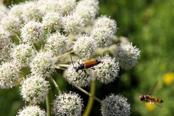 Albrechtice - Nová Ves, 24.7.2009
Na zalesněné louce u Novoveského rybníka... Tesařík Brachyleptura tesserula hoduje na květu miříkovité rostliny.
Mots-clés: Albrechtice Nová Ves Brachyleptura tesserula